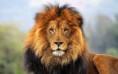 /album/animales/descarga-2-jpg/